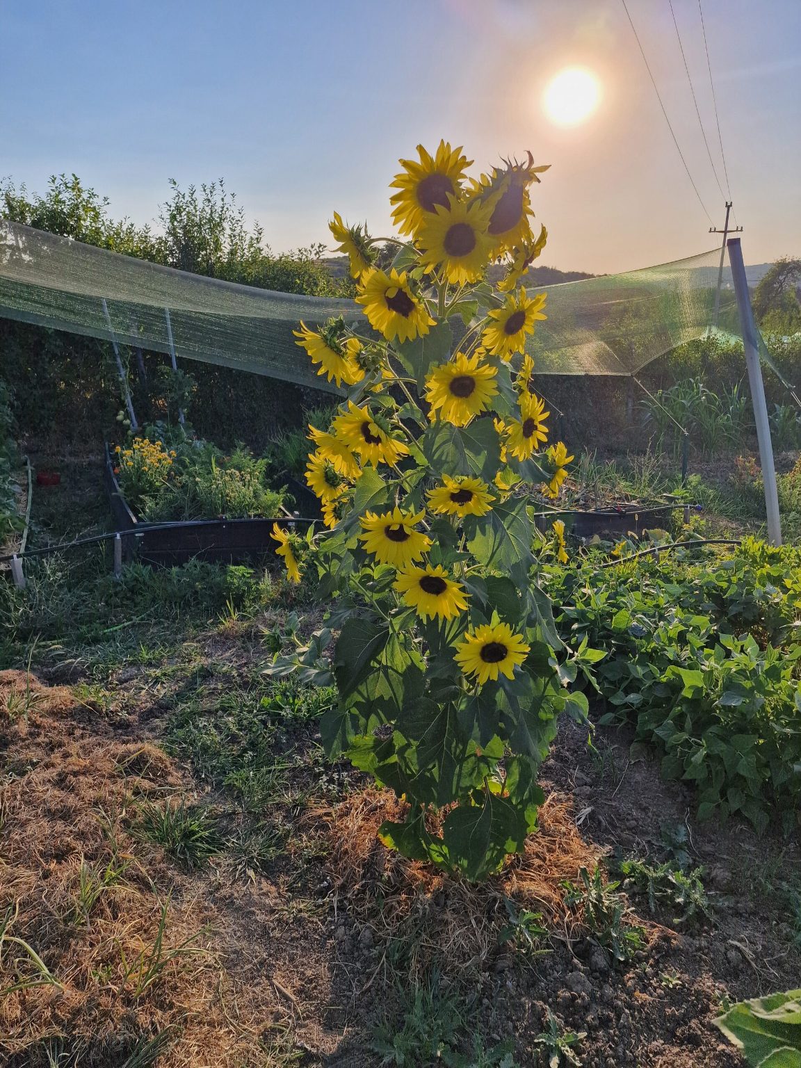 Suncokret sa pčelama 1