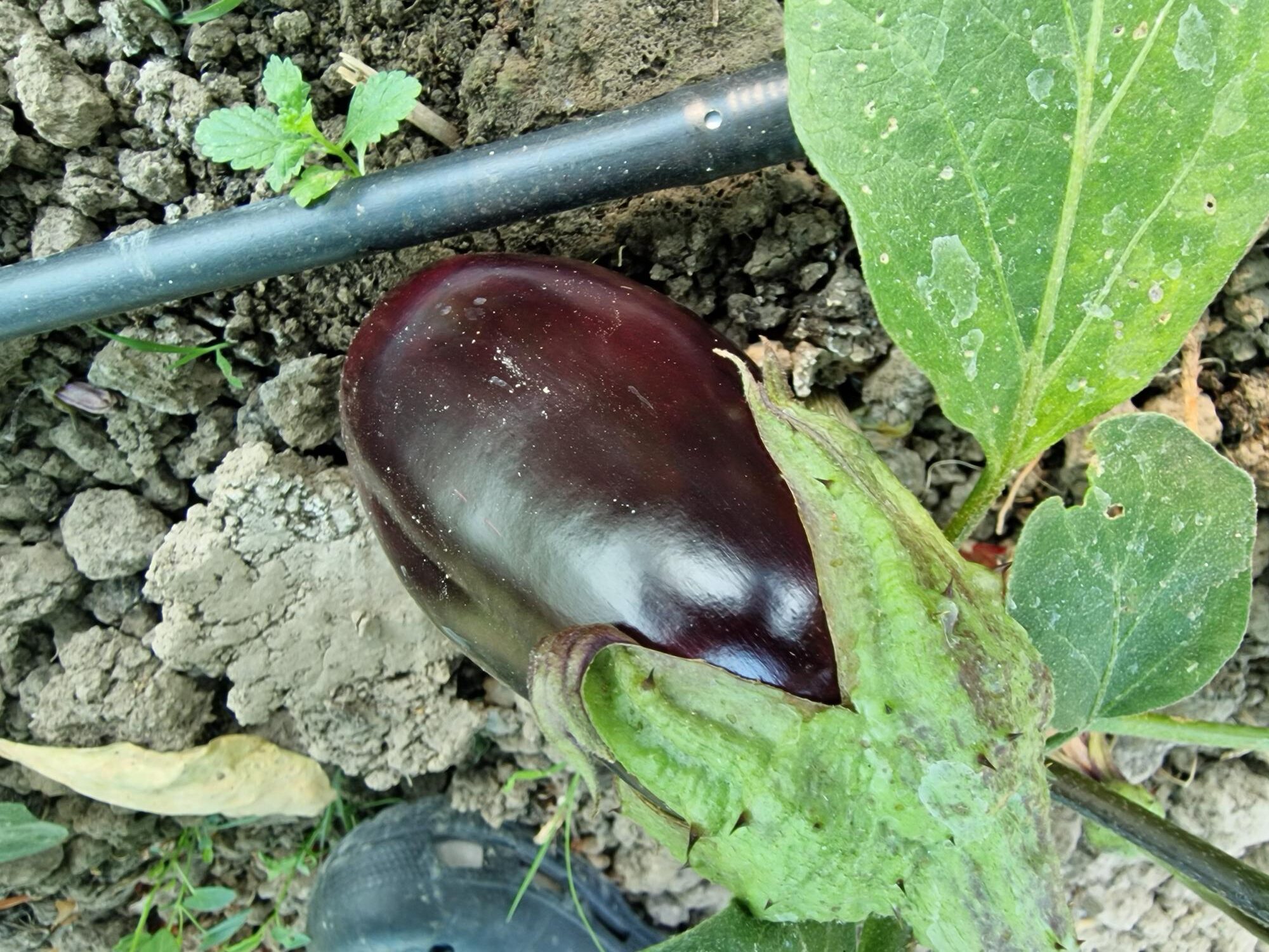 Prvi patlidžan 1