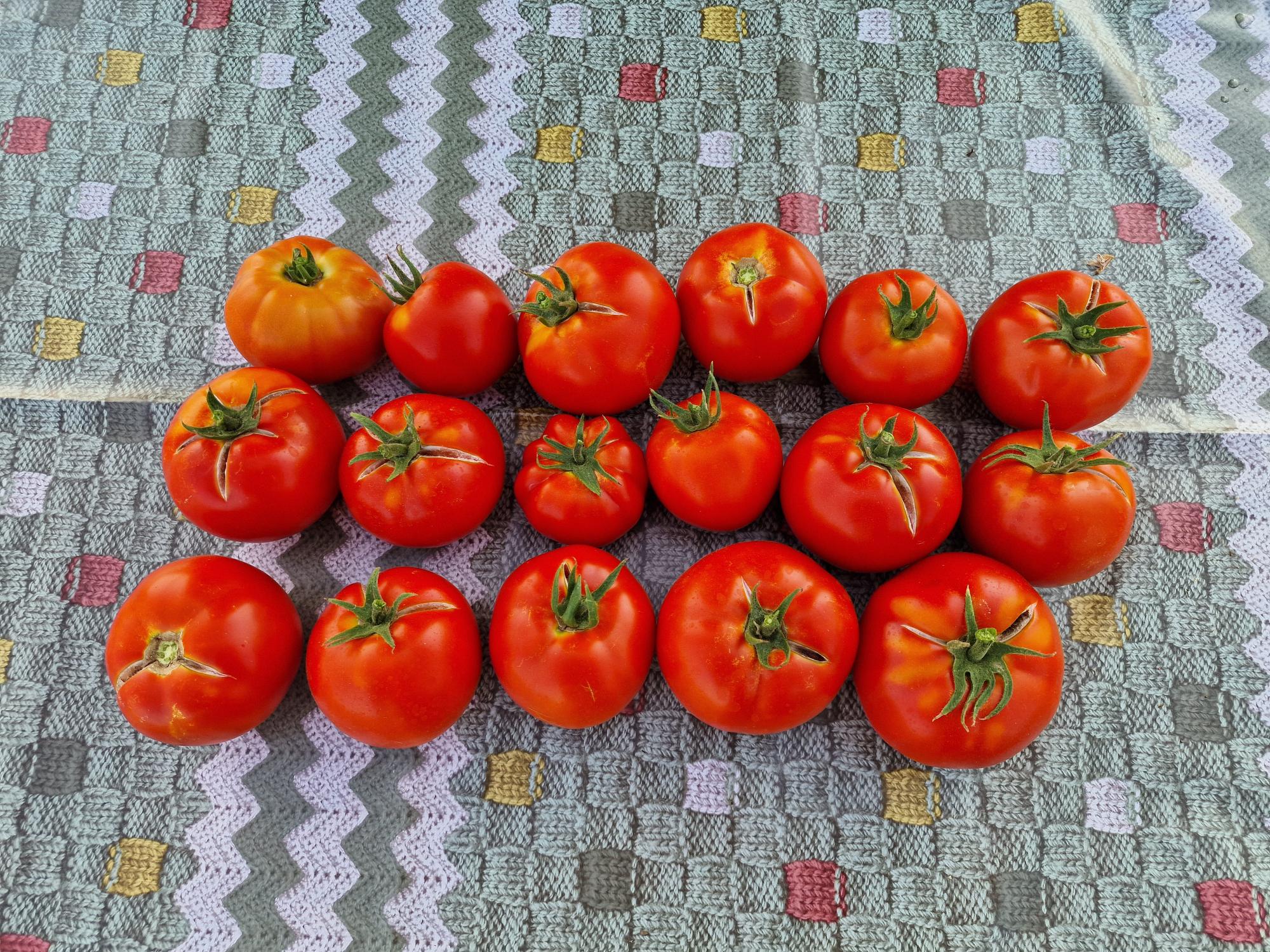 Prva berba - povrće